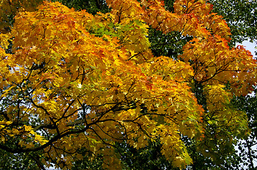 Image showing Leaves in fall