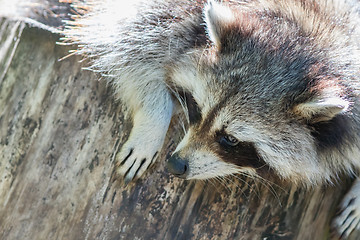 Image showing Adult racoon on a tree