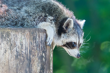 Image showing Adult racoon on a tree