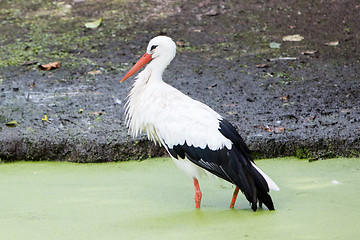 Image showing Stork walking in a pond filled with duckweed