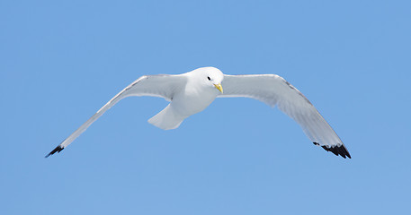 Image showing Black-legged kittiwake flying