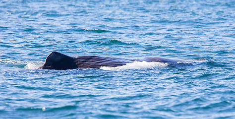 Image showing Large Sperm Whale near Iceland