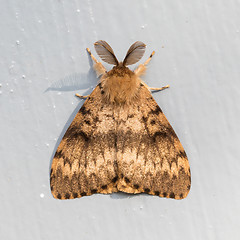 Image showing Moth sitting still