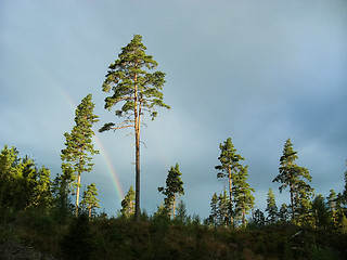 Image showing Pine trees and rainbow