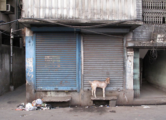 Image showing Streets of Kolkata. Domestic goat chained to wall at front door of shop