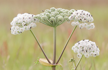 Image showing Many flies on white flower in summer