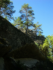 Image showing Tree, Tiveden National Park