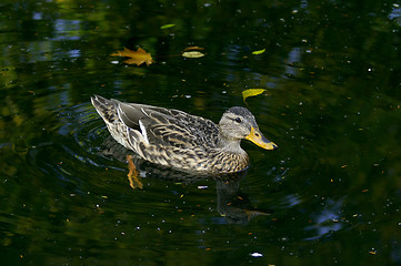 Image showing Wild duck