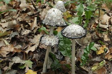 Image showing  Inky coprinus among fallen leaves