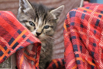 Image showing  Little fluffy kitten muzzle