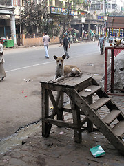 Image showing Streets of Kolkata. Stray dogs is sitting in the street