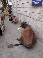 Image showing Streets of Kolkata. Cow relaxing on the street