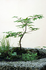 Image showing Bonsai tree