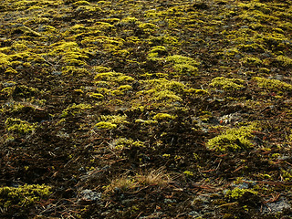 Image showing Moss and lichens