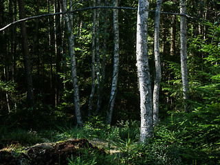 Image showing Birch trees, Tiveden, Sweden