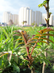 Image showing Nature in the city