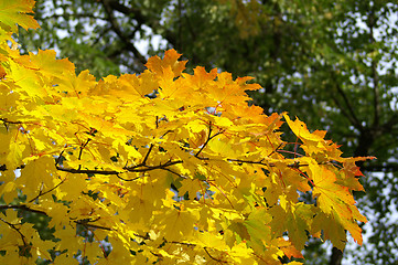 Image showing Leaves in fall