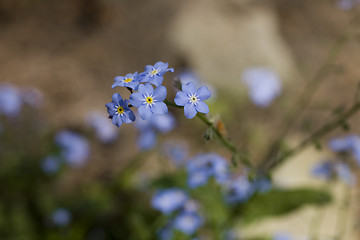 Image showing forget-me-not