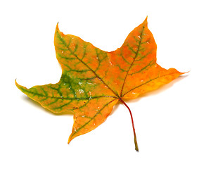 Image showing Autumn multicolor maple-leafs with water drops