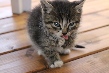 Image showing  portrait of a small fluffy kitten