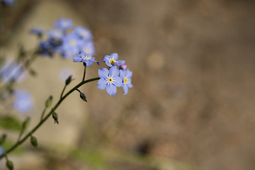 Image showing forget-me-not