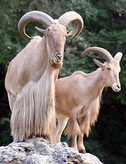 Image showing African Sheep