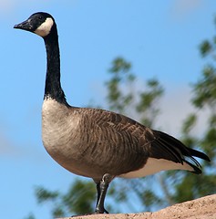 Image showing Canada Goose