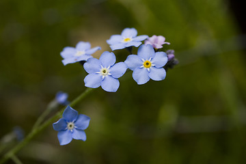 Image showing forget-me-not