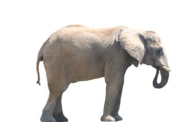 Image showing Isolated Elephant