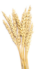 Image showing wheat on white