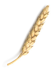 Image showing wheat on white