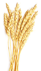 Image showing wheat on white