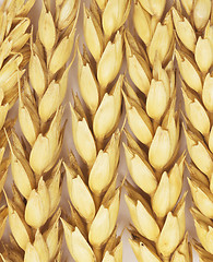 Image showing wheat background