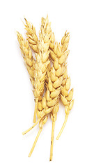 Image showing wheat on white