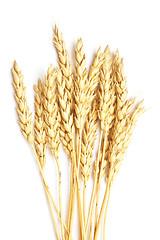 Image showing wheat on white