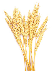 Image showing wheat on white