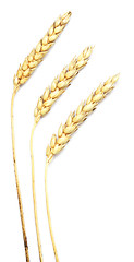 Image showing wheat on white