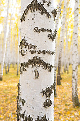 Image showing birch tree