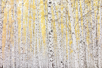 Image showing autumn birch forest