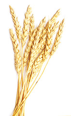 Image showing wheat on white