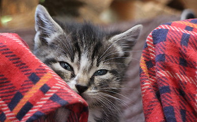 Image showing  portrait of a small fluffy kitten