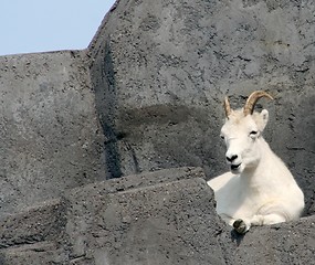 Image showing Dall's Sheep