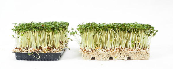 Image showing Watercress plants growing in a little black tray, towards white