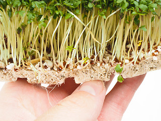 Image showing Watercress at closeup in hand