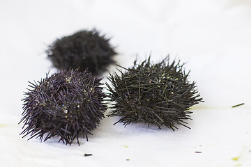 Image showing some sea urchins with selective focus