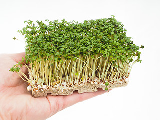 Image showing Watercress at closeup in hand