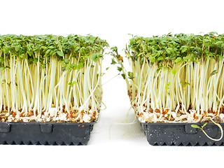 Image showing Watercress plants growing in a little black tray, towards white