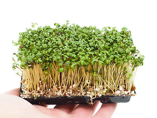 Image showing Watercress at closeup in hand