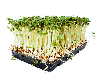 Image showing Watercress plants growing in a little black tray, towards white