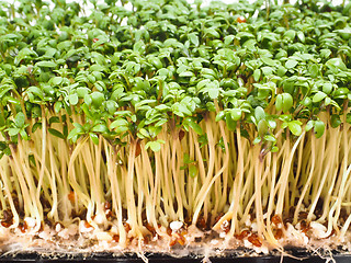 Image showing Watercress at extreme closeup